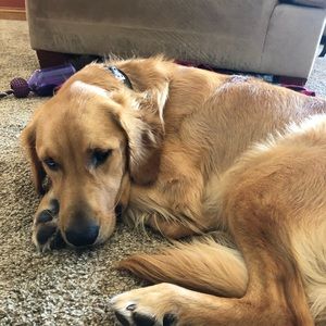 Meet your Posher, Annie